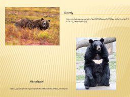 swiatowy_dzien_misia_strona_12